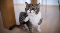 6 домашних средств от блох на котах